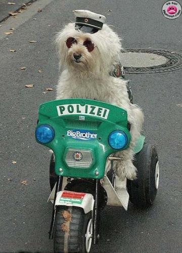le petit flic